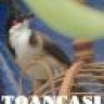 toancasi